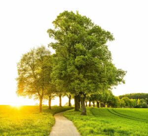 A small grove of trees appears on the horizon as a dirt road winds past it.